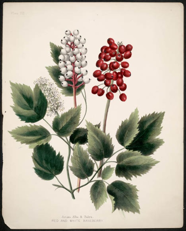 Original title:  Actoea Alba & Rubra, Red and White Baneberry. 